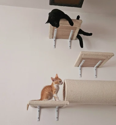 Ove mace će vam uljep&scaron;ati dan: Mačke koje su osvojile srca na&scaron;ih čitateljica