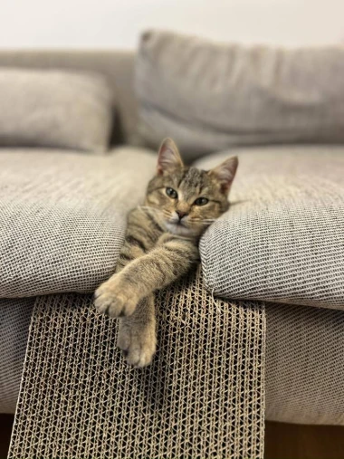 Ove mace će vam uljep&scaron;ati dan: Mačke koje su osvojile srca na&scaron;ih čitateljica