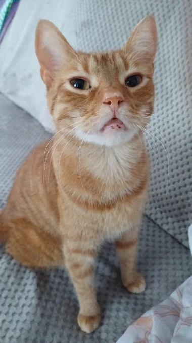 Ove mace će vam uljep&scaron;ati dan: Mačke koje su osvojile srca na&scaron;ih čitateljica