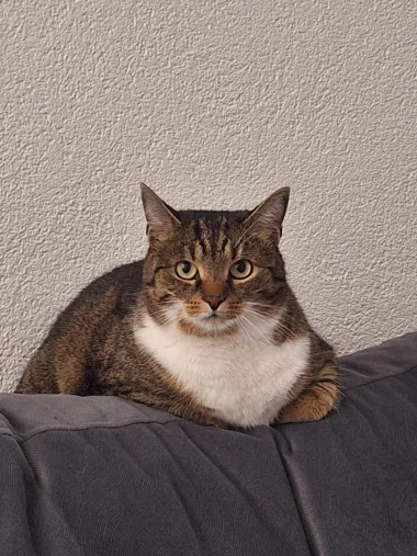 Ove mace će vam uljep&scaron;ati dan: Mačke koje su osvojile srca na&scaron;ih čitateljica