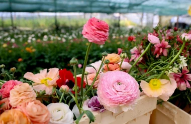 Bajkoviti prizori sa splitske farme ranunkula: Ovo prekrasno cvijeće idealno je za vjenčanja