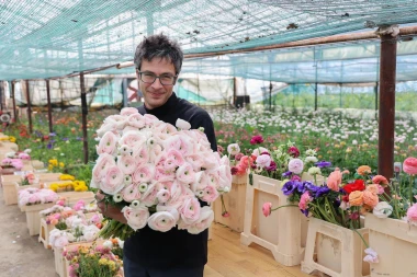 Bajkoviti prizori sa splitske farme ranunkula: Ovo prekrasno cvijeće idealno je za vjenčanja