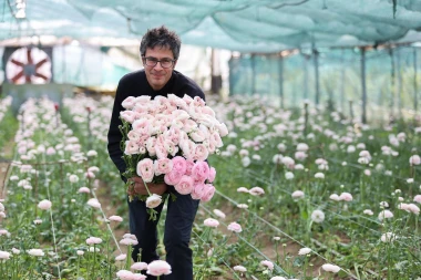 Bajkoviti prizori sa splitske farme ranunkula: Ovo prekrasno cvijeće idealno je za vjenčanja