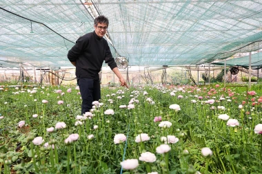 Bajkoviti prizori sa splitske farme ranunkula: Ovo prekrasno cvijeće idealno je za vjenčanja