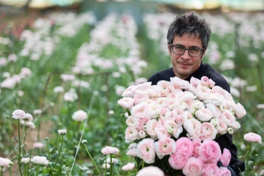 Bajkoviti prizori sa splitske farme ranunkula: Ovo prekrasno cvijeće idealno je za vjenčanja