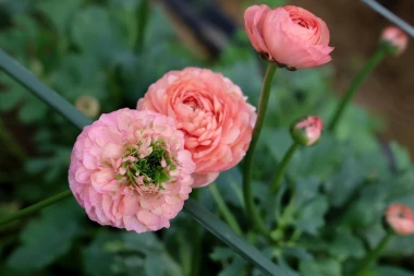 Bajkoviti prizori sa splitske farme ranunkula: Ovo prekrasno cvijeće idealno je za vjenčanja