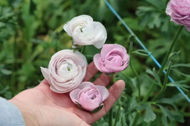 Bajkoviti prizori sa splitske farme ranunkula: Ovo prekrasno cvijeće idealno je za vjenčanja