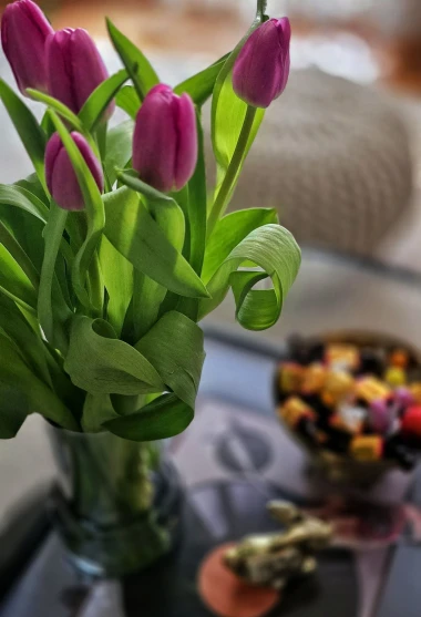 Cvjetna čarolija iz cijele Hrvatske: Čitateljice su nam poslale fotografije najljep&scaron;ih tulipana