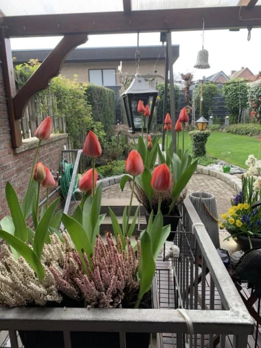 Cvjetna čarolija iz cijele Hrvatske: Čitateljice su nam poslale fotografije najljep&scaron;ih tulipana