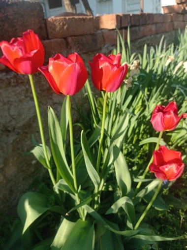 Cvjetna čarolija iz cijele Hrvatske: Čitateljice su nam poslale fotografije najljep&scaron;ih tulipana