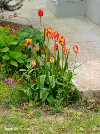 Cvjetna čarolija iz cijele Hrvatske: Čitateljice su nam poslale fotografije najljep&scaron;ih tulipana