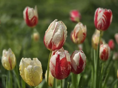 Cvjetna čarolija iz cijele Hrvatske: Čitateljice su nam poslale fotografije najljep&scaron;ih tulipana