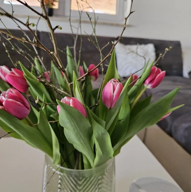 Cvjetna čarolija iz cijele Hrvatske: Čitateljice su nam poslale fotografije najljep&scaron;ih tulipana