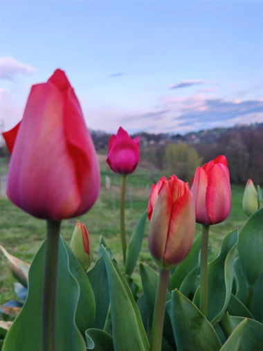 Cvjetna čarolija iz cijele Hrvatske: Čitateljice su nam poslale fotografije najljep&scaron;ih tulipana