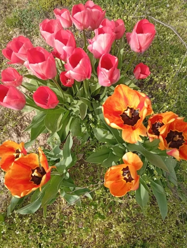 Cvjetna čarolija iz cijele Hrvatske: Čitateljice su nam poslale fotografije najljep&scaron;ih tulipana
