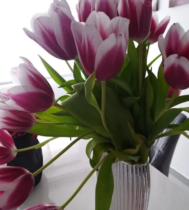 Cvjetna čarolija iz cijele Hrvatske: Čitateljice su nam poslale fotografije najljep&scaron;ih tulipana
