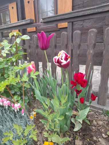 Cvjetna čarolija iz cijele Hrvatske: Čitateljice su nam poslale fotografije najljep&scaron;ih tulipana