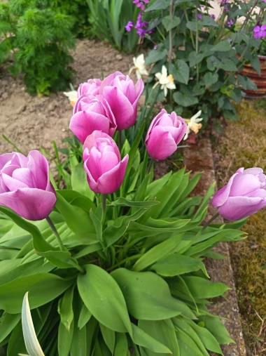 Cvjetna čarolija iz cijele Hrvatske: Čitateljice su nam poslale fotografije najljep&scaron;ih tulipana