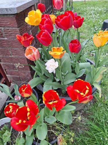 Cvjetna čarolija iz cijele Hrvatske: Čitateljice su nam poslale fotografije najljep&scaron;ih tulipana