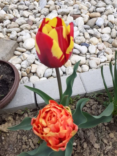 Cvjetna čarolija iz cijele Hrvatske: Čitateljice su nam poslale fotografije najljep&scaron;ih tulipana