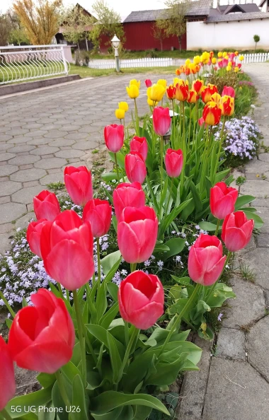 Cvjetna čarolija iz cijele Hrvatske: Čitateljice su nam poslale fotografije najljep&scaron;ih tulipana