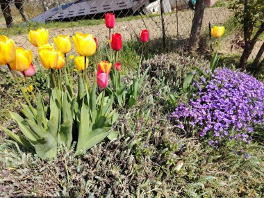 Cvjetna čarolija iz cijele Hrvatske: Čitateljice su nam poslale fotografije najljep&scaron;ih tulipana
