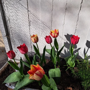 Cvjetna čarolija iz cijele Hrvatske: Čitateljice su nam poslale fotografije najljep&scaron;ih tulipana