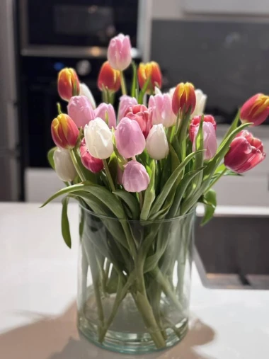 Cvjetna čarolija iz cijele Hrvatske: Čitateljice su nam poslale fotografije najljep&scaron;ih tulipana