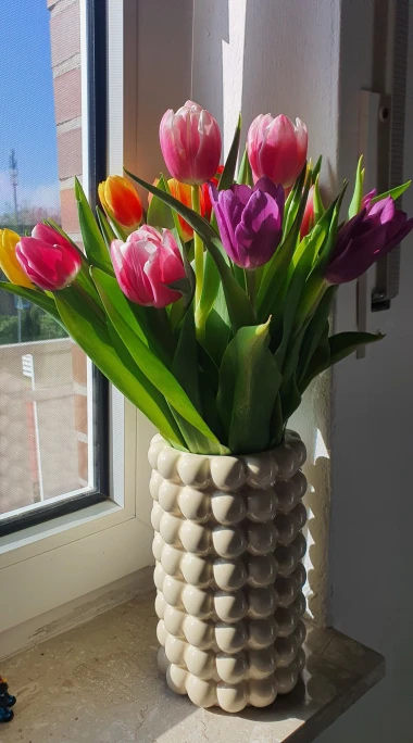 Cvjetna čarolija iz cijele Hrvatske: Čitateljice su nam poslale fotografije najljep&scaron;ih tulipana