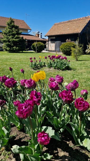 Cvjetna čarolija iz cijele Hrvatske: Čitateljice su nam poslale fotografije najljep&scaron;ih tulipana
