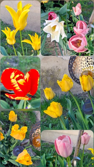 Cvjetna čarolija iz cijele Hrvatske: Čitateljice su nam poslale fotografije najljep&scaron;ih tulipana