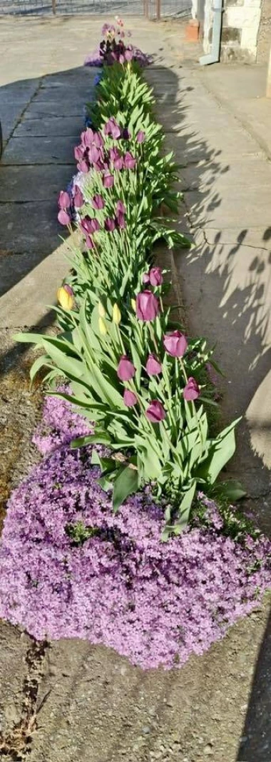 Cvjetna čarolija iz cijele Hrvatske: Čitateljice su nam poslale fotografije najljep&scaron;ih tulipana