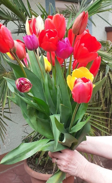 Cvjetna čarolija iz cijele Hrvatske: Čitateljice su nam poslale fotografije najljep&scaron;ih tulipana