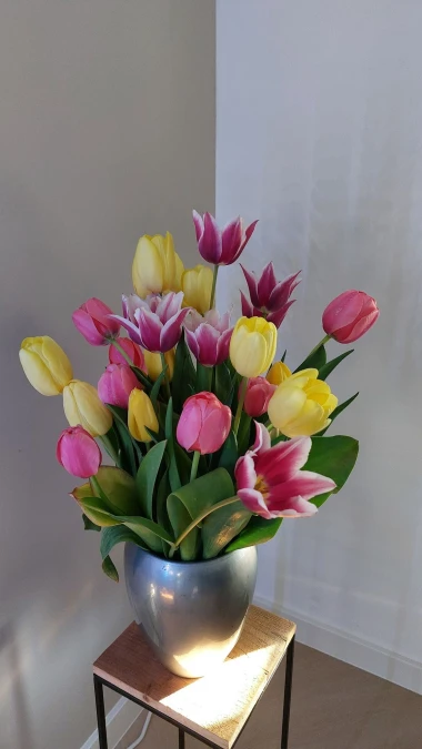 Cvjetna čarolija iz cijele Hrvatske: Čitateljice su nam poslale fotografije najljep&scaron;ih tulipana