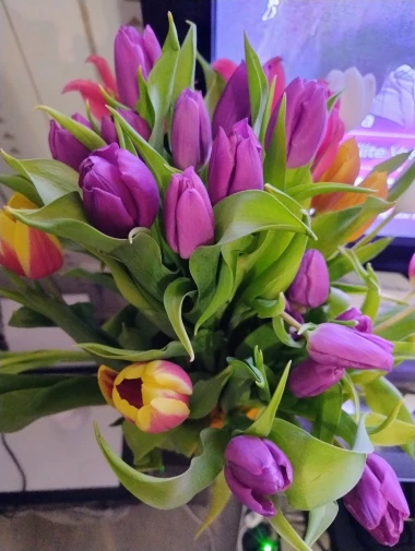 Cvjetna čarolija iz cijele Hrvatske: Čitateljice su nam poslale fotografije najljep&scaron;ih tulipana
