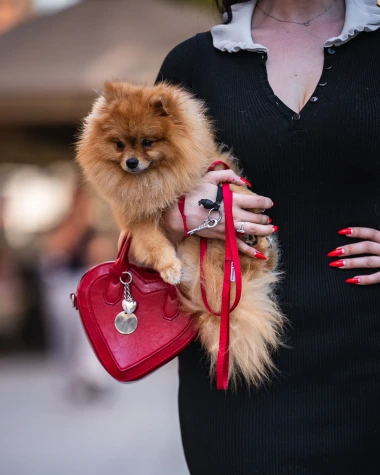 Proljeće je eksplodiralo na &scaron;pici: Zagrebačke ljepotice ukrale sve poglede