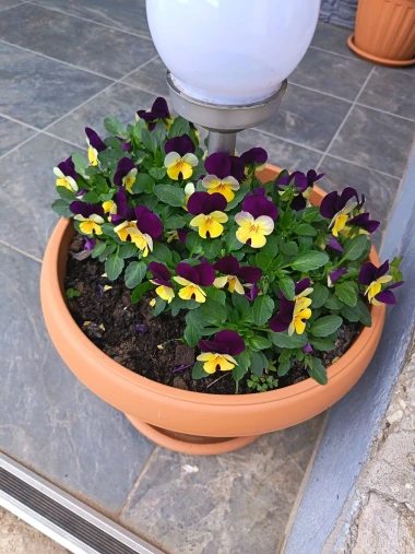 Prekrasne, &scaron;arene maćuhice: Čitateljice pokazale svoje najljep&scaron;e cvjetne kutke