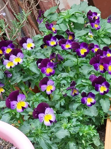 Prekrasne, &scaron;arene maćuhice: Čitateljice pokazale svoje najljep&scaron;e cvjetne kutke