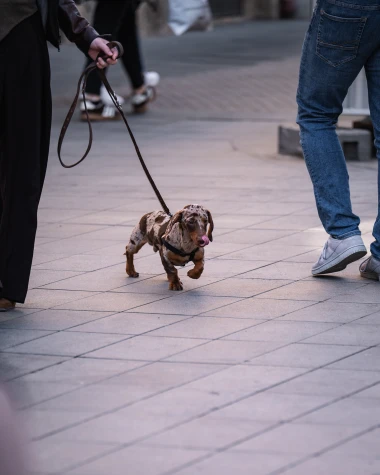 Pogledajte najslađu &scaron;picu! Predivni psi su prave zvijezde svake subote
