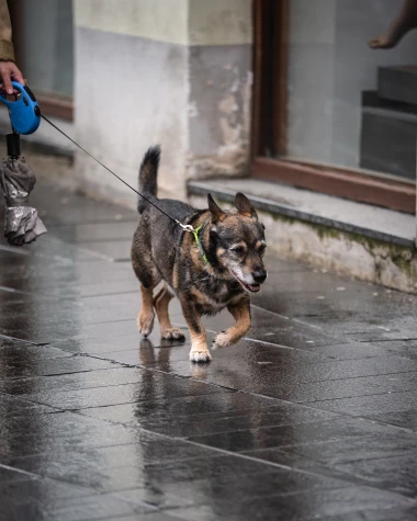 Nitko kao Zagrepčanke: Ni ki&scaron;a ih nije spriječila da se dotjeraju i pro&scaron;eću po &scaron;pici