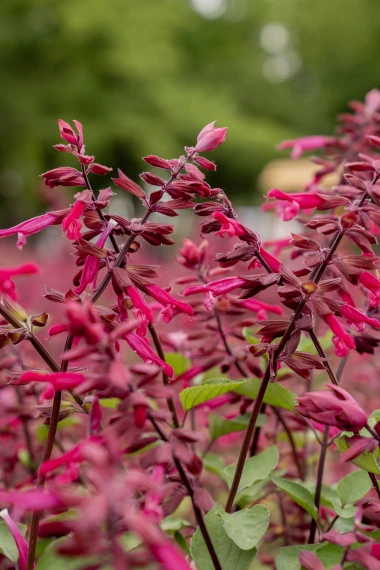 Zavr&scaron;en 60. jubilarni Floraart na Bundeku: Bogat program privukao brojne posjetitelje