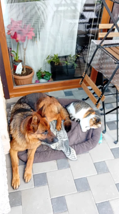 Pas i mačka - najbolji prijatelji! Pogledajte preslatke ekipe na&scaron;ih čitateljica