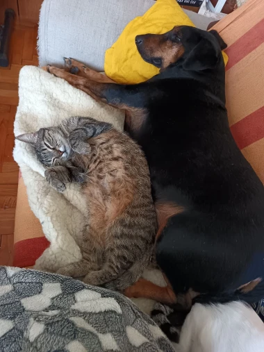 Pas i mačka - najbolji prijatelji! Pogledajte preslatke ekipe na&scaron;ih čitateljica
