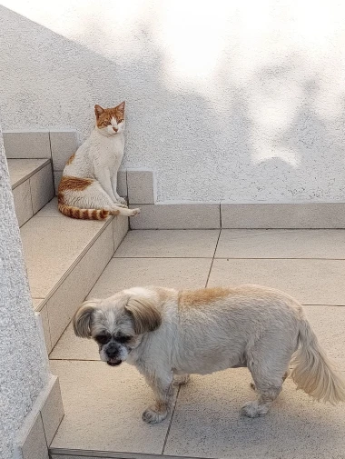 Pas i mačka - najbolji prijatelji! Pogledajte preslatke ekipe na&scaron;ih čitateljica
