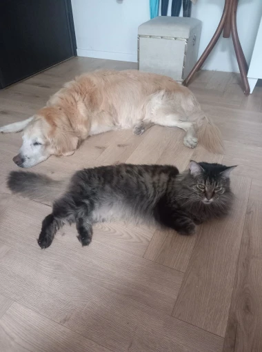 Pas i mačka - najbolji prijatelji! Pogledajte preslatke ekipe na&scaron;ih čitateljica