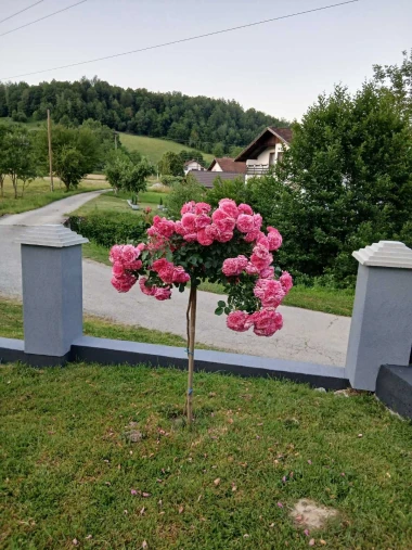 Rasko&scaron;ne ruže: Zavirite u vrtove na&scaron;ih čitateljica i odlučite koje su najljep&scaron;e