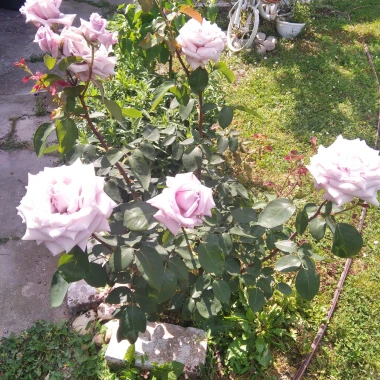 Rasko&scaron;ne ruže: Zavirite u vrtove na&scaron;ih čitateljica i odlučite koje su najljep&scaron;e