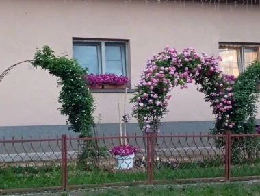 Rasko&scaron;ne ruže: Zavirite u vrtove na&scaron;ih čitateljica i odlučite koje su najljep&scaron;e