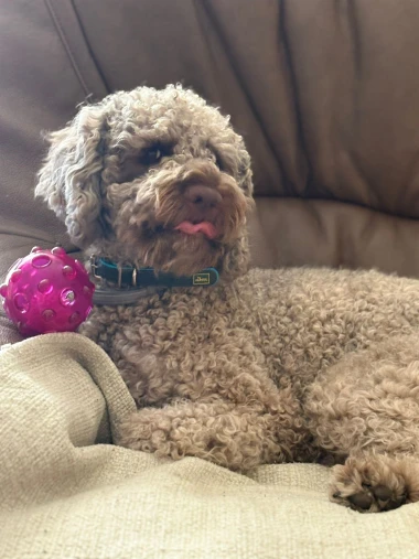 Psi u koje ćete se zaljubiti na prvi pogled: Upoznajte ljubimce na&scaron;ih čitateljica