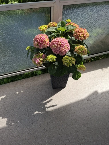 Rasko&scaron; hortenzija na&scaron;ih čitateljica: Uživajte u galeriji boja koje očaravaju